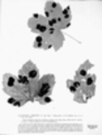 Rhytisma acerinum image